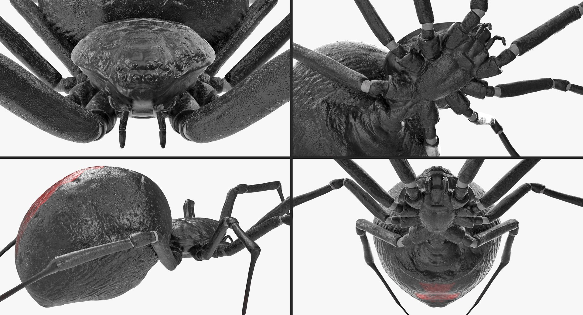 3D insects big 2 rigged model https://p.turbosquid.com/ts-thumb/Pu/dSCHdK/iFfzIFcI/insectsbigcollection2mb3dmodel091/jpg/1536592474/1920x1080/fit_q87/88b34b5cb194465143b90cc3173881db6c5e2966/insectsbigcollection2mb3dmodel091.jpg