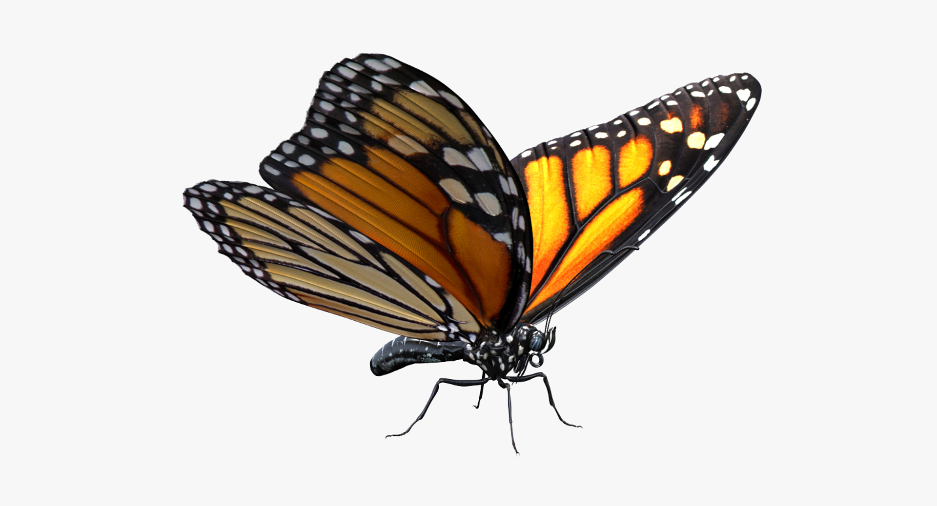 3D insects big 2 rigged model https://p.turbosquid.com/ts-thumb/Pu/dSCHdK/lPaa8zc7/insects_big_collection_2_360/jpg/1536586861/1920x1080/turn_fit_q99/9e1b5086871611a30d01f76ed7743a7d648af491/insects_big_collection_2_360-1.jpg