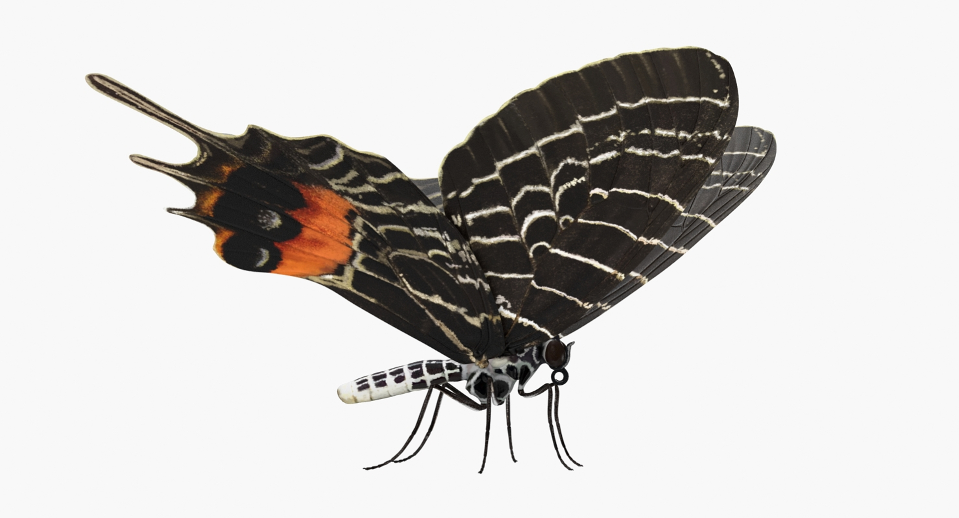 3D insects big 2 rigged model https://p.turbosquid.com/ts-thumb/Pu/dSCHdK/myHjsoYN/insects_big_collection_2_381/jpg/1536588409/1920x1080/turn_fit_q99/4f365b18a80e785ba64c688ae8a2433bb45c8779/insects_big_collection_2_381-1.jpg