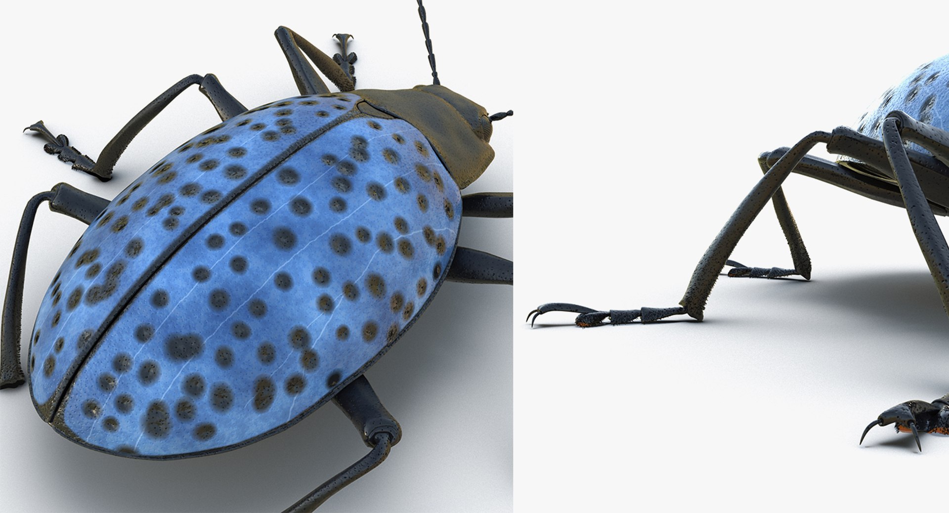 3D insects big 2 rigged model https://p.turbosquid.com/ts-thumb/Pu/dSCHdK/nMsazu5L/insectsbigcollection2mb3dmodel145/jpg/1536592477/1920x1080/fit_q87/77f35b9bf4f8cd4bf17bc3ebb20ae5f70a59a50a/insectsbigcollection2mb3dmodel145.jpg