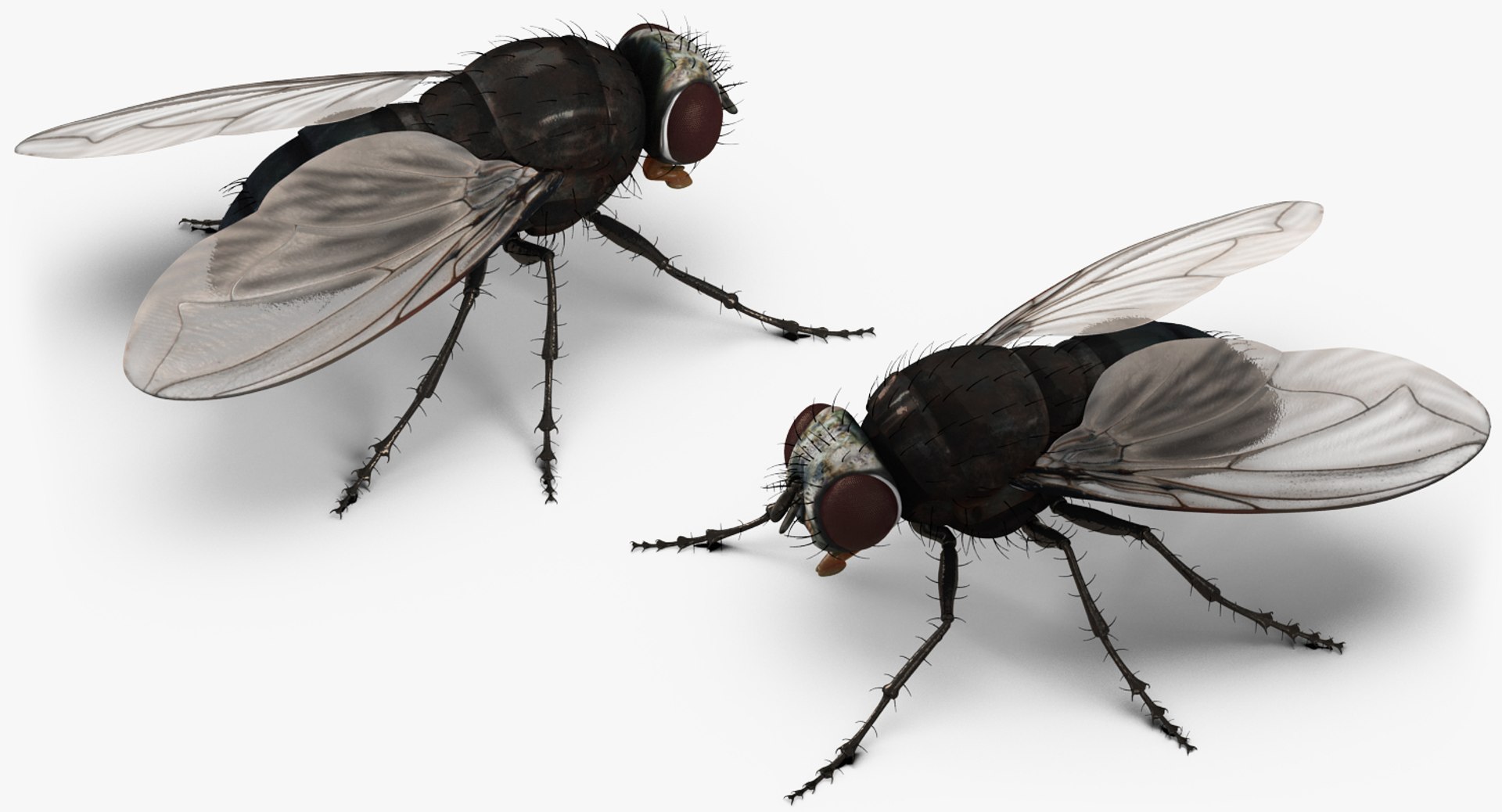 3D insects big 2 rigged model https://p.turbosquid.com/ts-thumb/Pu/dSCHdK/oTvDb0Kn/insectsbigcollection2mb3dmodel114/jpg/1536592475/1920x1080/fit_q87/08da4a6afb99ee3da2747f58f3dd1962e29ece6e/insectsbigcollection2mb3dmodel114.jpg