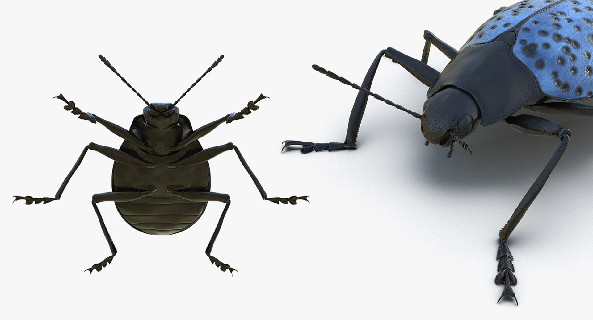 3D insects big 2 rigged model https://p.turbosquid.com/ts-thumb/Pu/dSCHdK/p9RMABKM/insectsbigcollection2mb3dmodel144/jpg/1536592477/1920x1080/fit_q87/1b559fe08838e2f09064408730b80615be6673b0/insectsbigcollection2mb3dmodel144.jpg