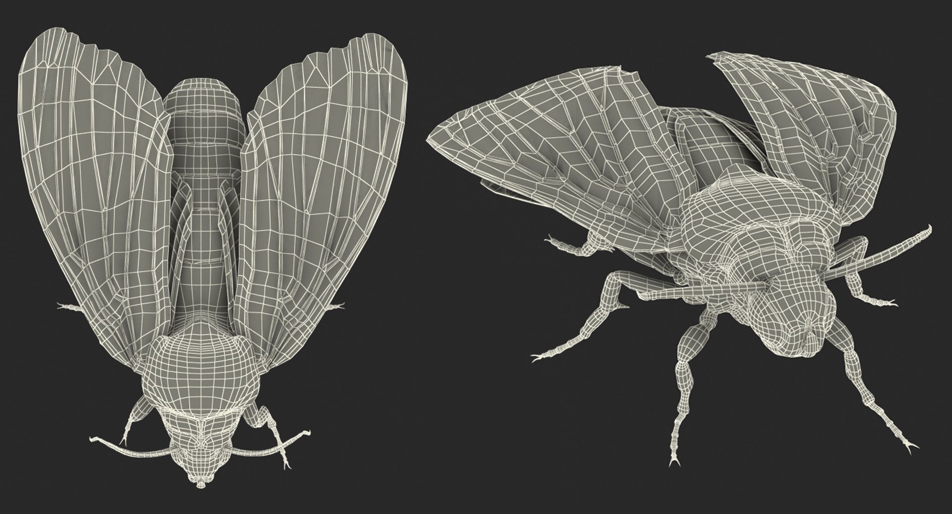 3D insects big 2 rigged model https://p.turbosquid.com/ts-thumb/Pu/dSCHdK/s1fhlpX4/insectsbigcollection2mb3dmodel162/jpg/1536592478/1920x1080/fit_q87/4b31635daa6189ba0efaf667c7427c2310f78746/insectsbigcollection2mb3dmodel162.jpg
