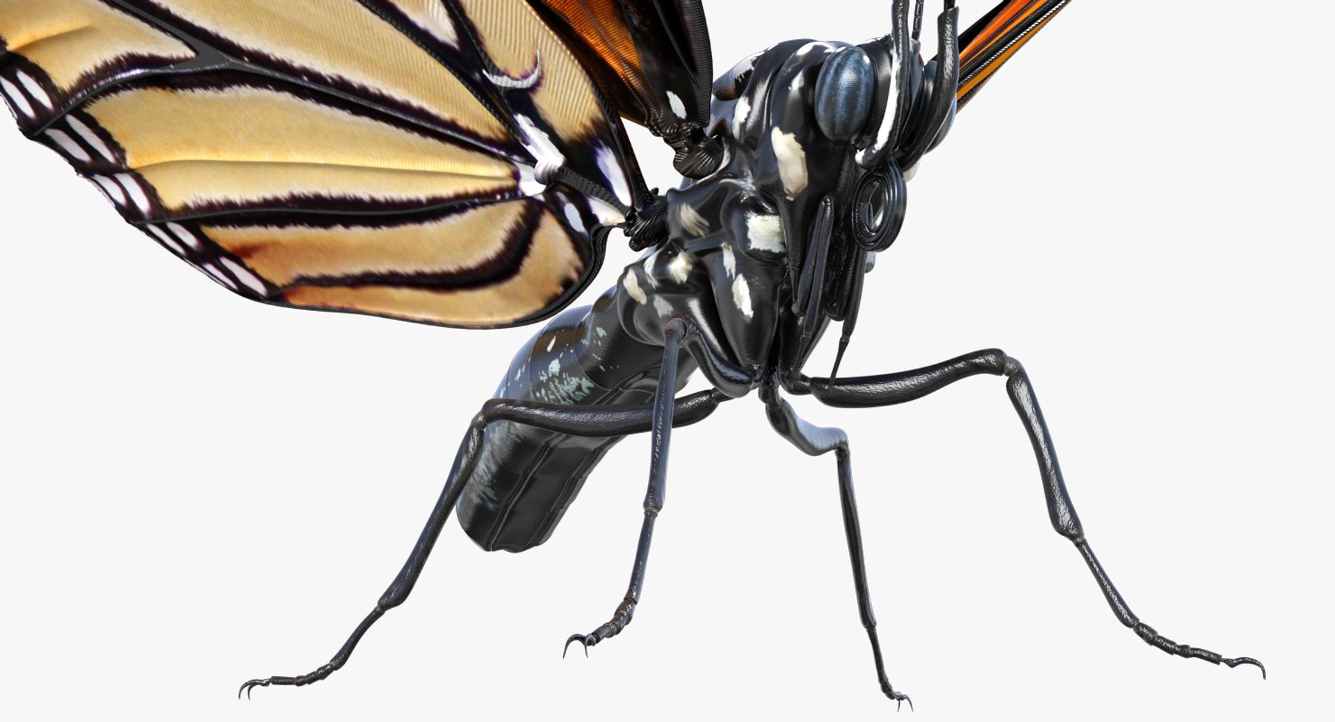 3D insects big 2 rigged model https://p.turbosquid.com/ts-thumb/Pu/dSCHdK/uEn4PFFA/insectsbigcollection2mb3dmodel008/jpg/1536592470/1920x1080/fit_q87/b284565241bc258b10c24b69441cc467f144a7d2/insectsbigcollection2mb3dmodel008.jpg