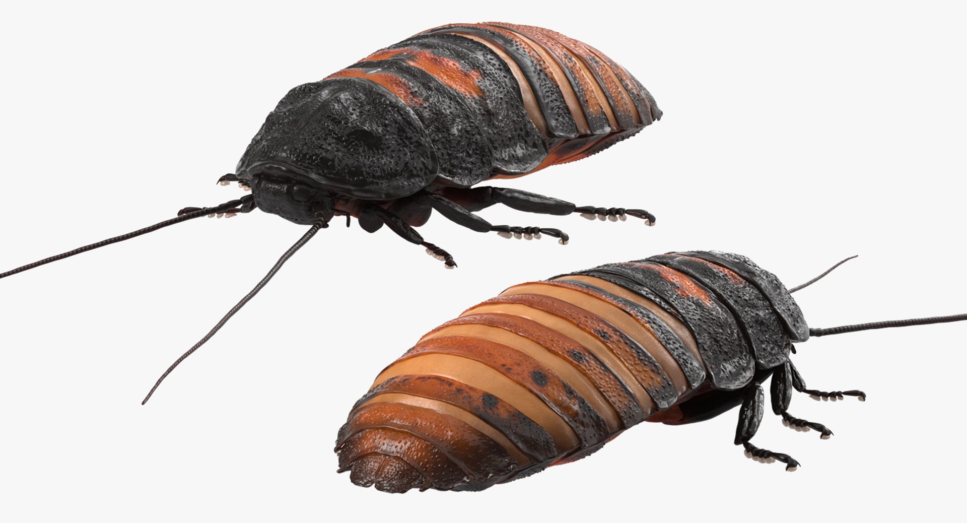 3D insects big 2 rigged model https://p.turbosquid.com/ts-thumb/Pu/dSCHdK/uvAAZdG2/insectsbigcollection2mb3dmodel122/jpg/1536592476/1920x1080/fit_q87/90479f993ba7ac22dec83fdcdea6a61930090b0d/insectsbigcollection2mb3dmodel122.jpg