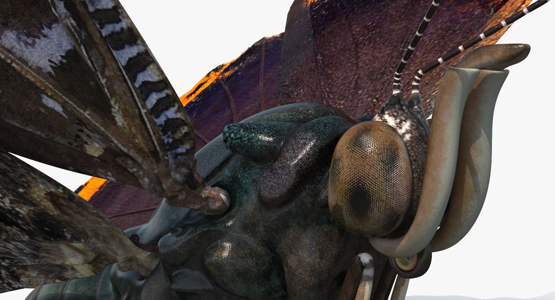 3D insects big 2 rigged model https://p.turbosquid.com/ts-thumb/Pu/dSCHdK/xHHSJNuD/insectsbigcollection2mb3dmodel051/jpg/1536592472/1920x1080/fit_q87/476cb9747abf36ca0b1f626bfdcfb57571564507/insectsbigcollection2mb3dmodel051.jpg