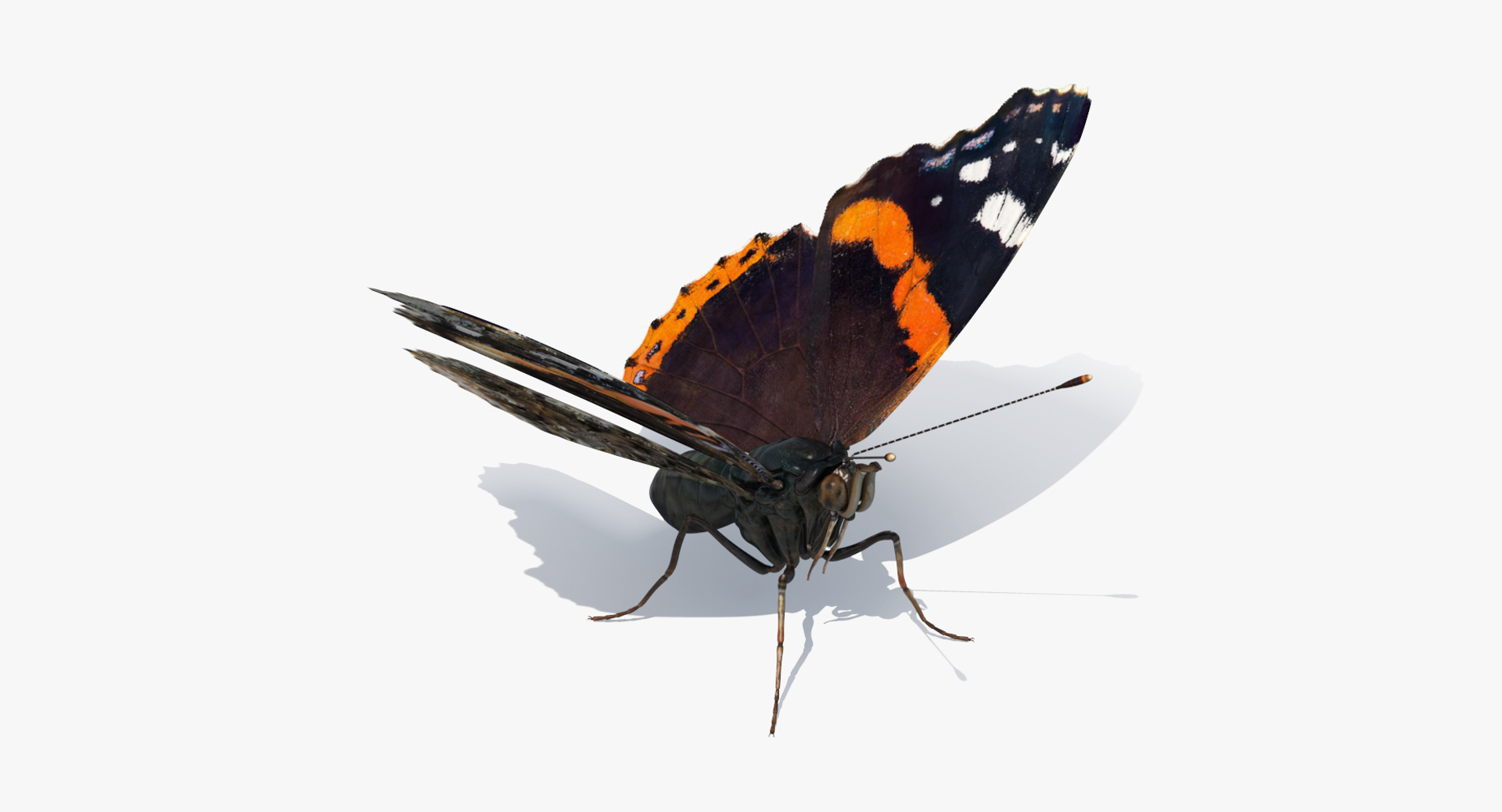 3D insects big 2 rigged model https://p.turbosquid.com/ts-thumb/Pu/dSCHdK/yC0LqwxZ/insects_big_collection_2_375/jpg/1536587919/1920x1080/turn_fit_q99/a27508c92535e586601b36cd58d78504efa72c50/insects_big_collection_2_375-1.jpg