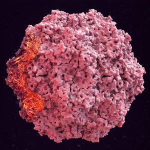 3D feline panleukopenia virus cat