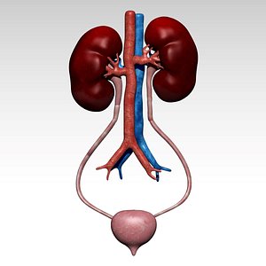Kidney and Urinary Bladder model