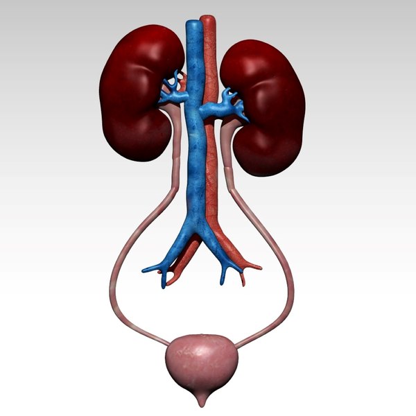 urinary system without labels