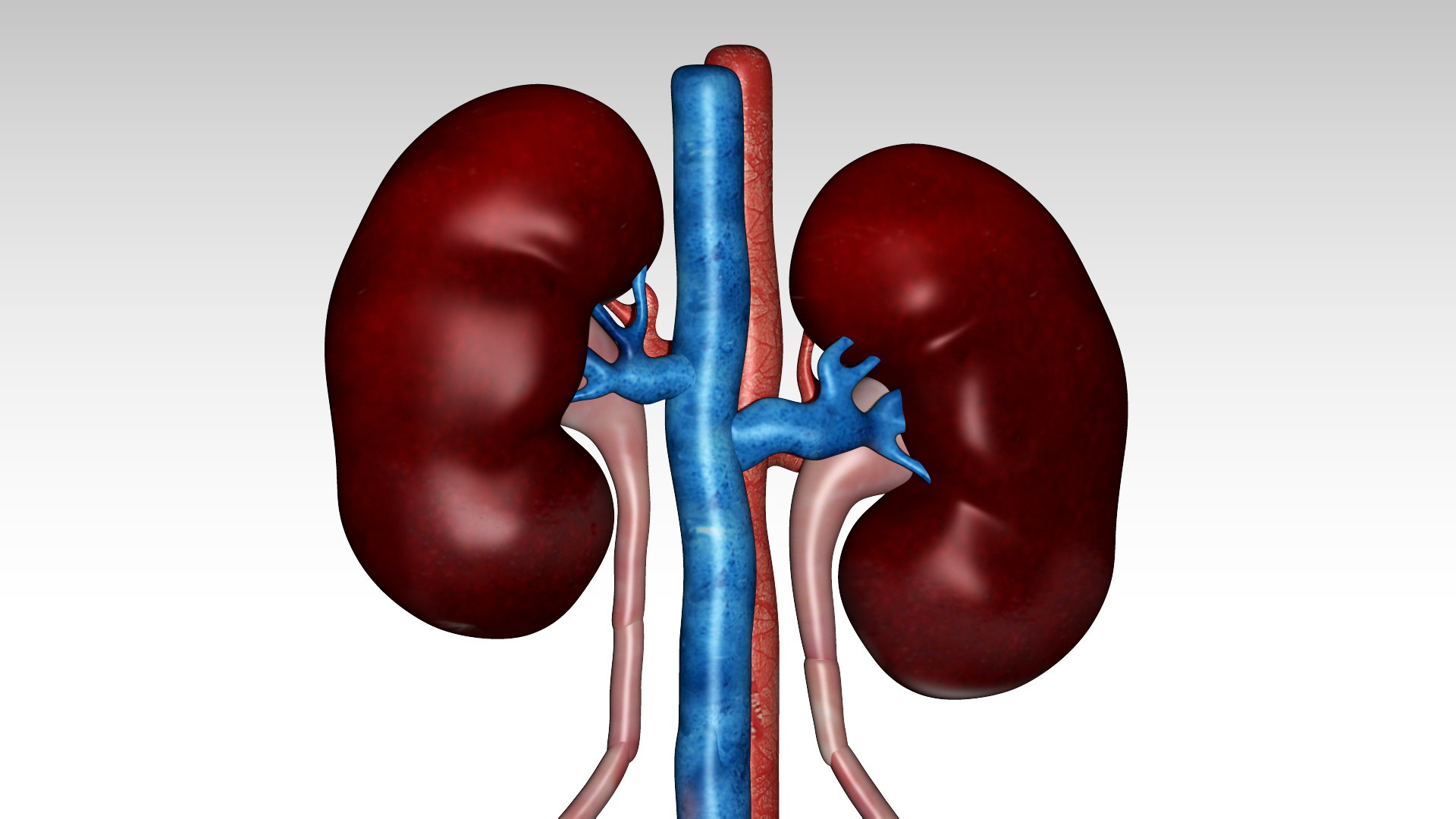 Kidney And Urinary Bladder Model - TurboSquid 1745126