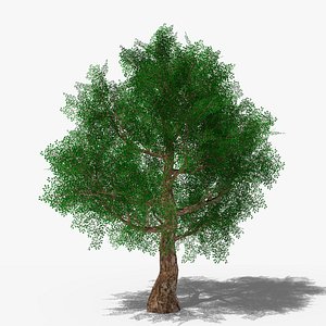Stylized Cartoon Oak model