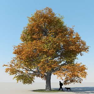 obj realistic maple tree autumn