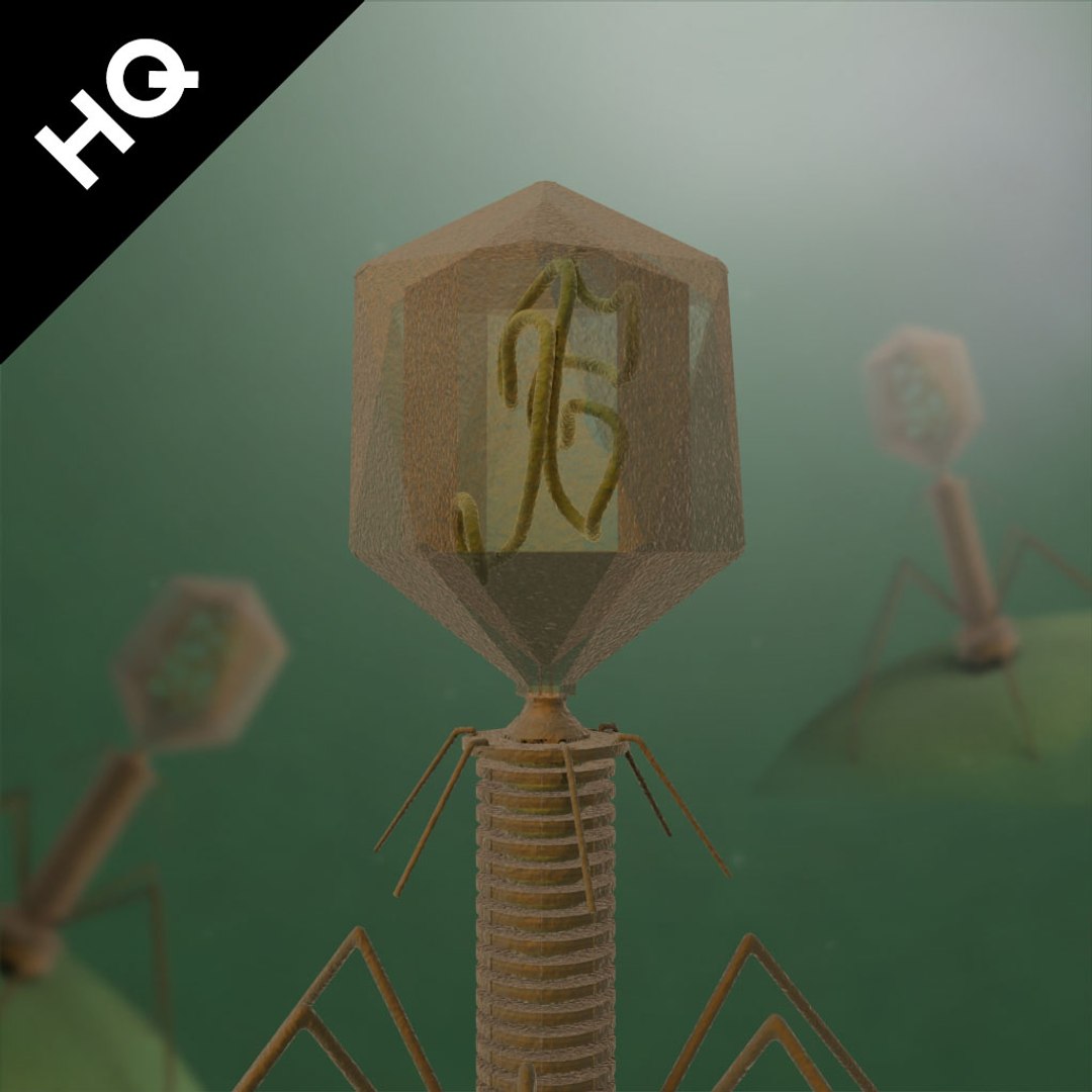 t4 virus 3d model https://p.turbosquid.com/ts-thumb/Pv/AickBw/k1LYn8Ht/virus_t4_render_full_c/jpg/1438064905/1920x1080/fit_q87/bdfb4815ca33f5d69217f22da684ee1a6b1cf29c/virus_t4_render_full_c.jpg