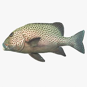 Sweetlips