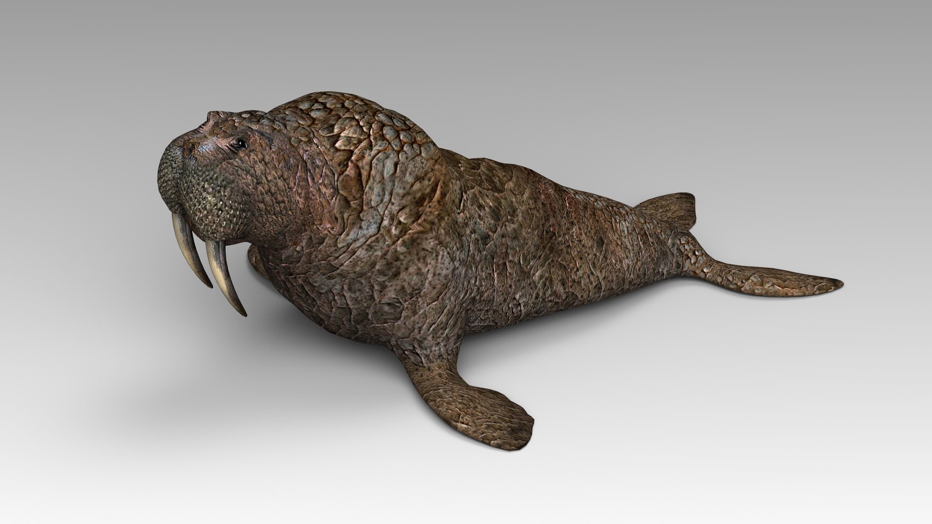 Walrus 3ds