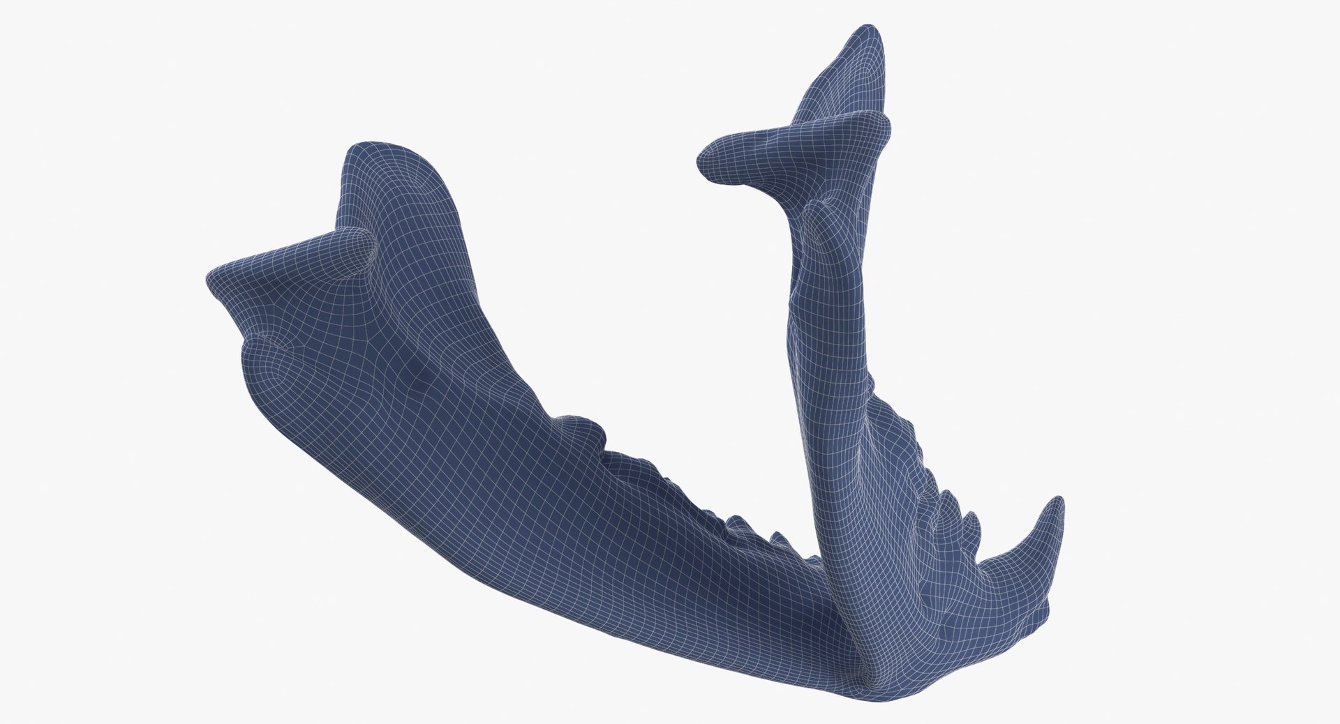 Real European Badger ( Meles Meles ) Jaw 01 L 3D Model - TurboSquid 1817841