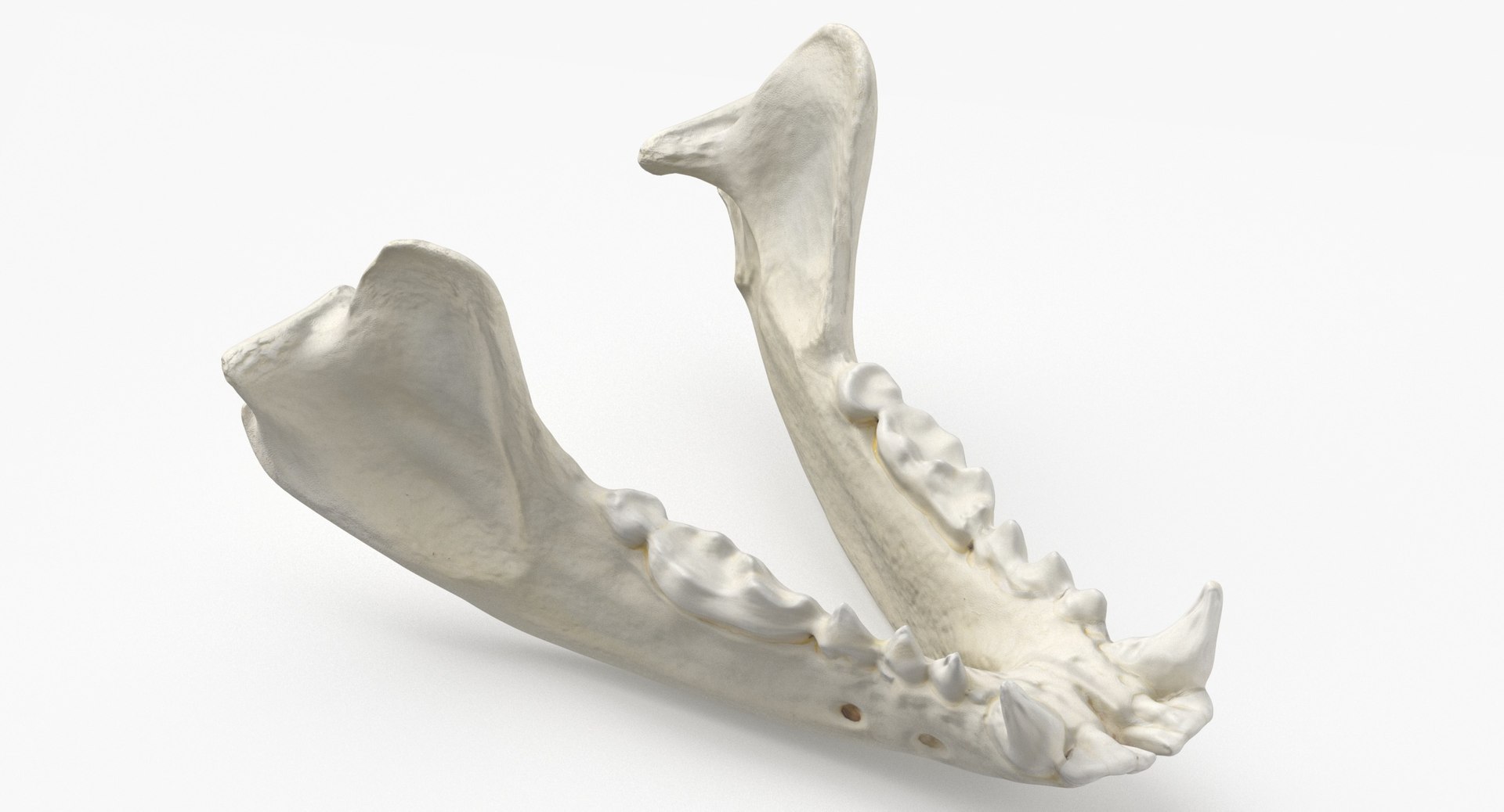 Real European Badger ( Meles Meles ) Jaw 01 L 3D Model - TurboSquid 1817841