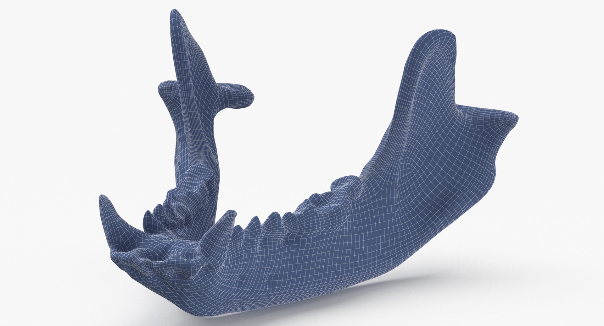 Real European Badger ( Meles Meles ) Jaw 01 L 3D model https://p.turbosquid.com/ts-thumb/Pv/VDOAcq/JE/european_badger__meles_meles__jaw_01_l_wireframe_0004/jpg/1637579898/1920x1080/fit_q87/df790978c6efcf200d3bf028a67c51a8227fbf1f/european_badger__meles_meles__jaw_01_l_wireframe_0004.jpg