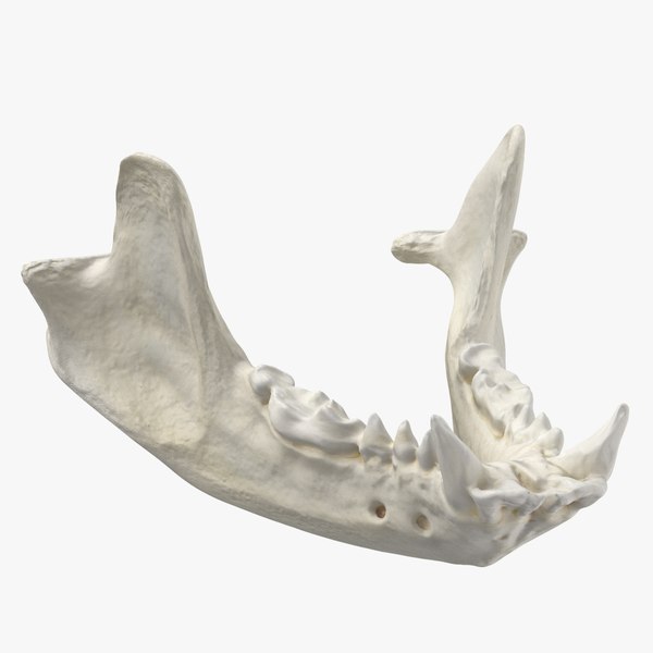 Real European Badger ( Meles Meles ) Jaw 01 L 3D model