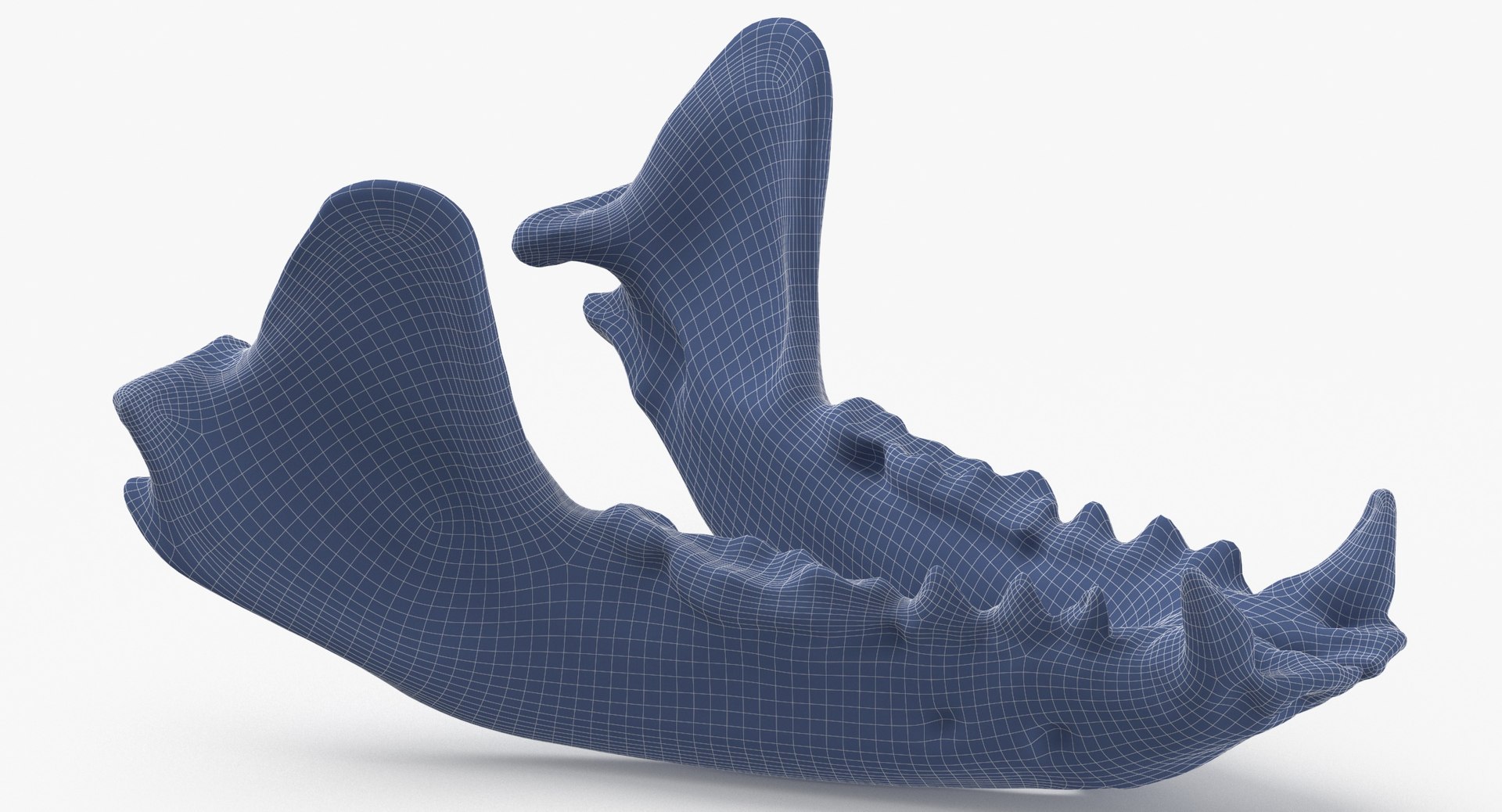 Real European Badger ( Meles Meles ) Jaw 01 L 3D Model - TurboSquid 1817841