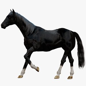 3D Black Horse Rigged 3D model