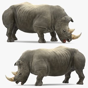 adult rhino drinking pose 3D model