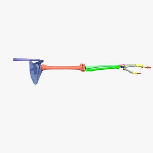 Colour Arm Skeleton