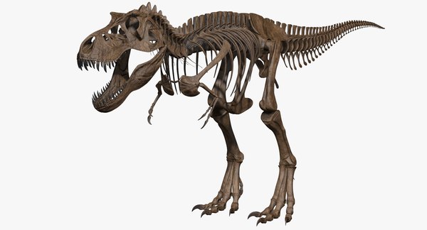 Esqueleto 4d Tiranossauro Rex Grande Dinossauro Para Montar