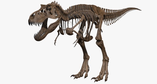 Esqueleto T-rex Modelo 3d