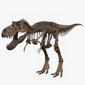 Tyrannosaurus Rex Skeleton