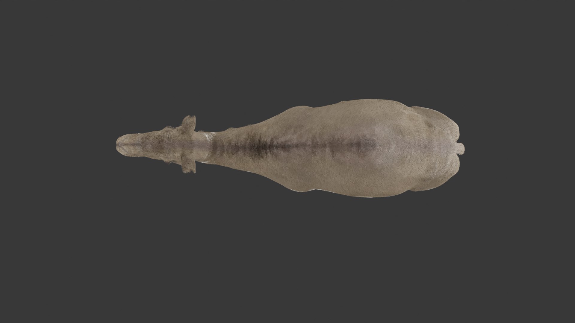 3D Camel 3D Model https://p.turbosquid.com/ts-thumb/Pv/zNOUuA/Gw/camel5/png/1732382425/1920x1080/fit_q87/793d4772bd23de2523357b0d3960fe9436787dcf/camel5.jpg