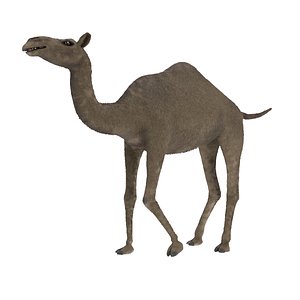 Camel 3D Model