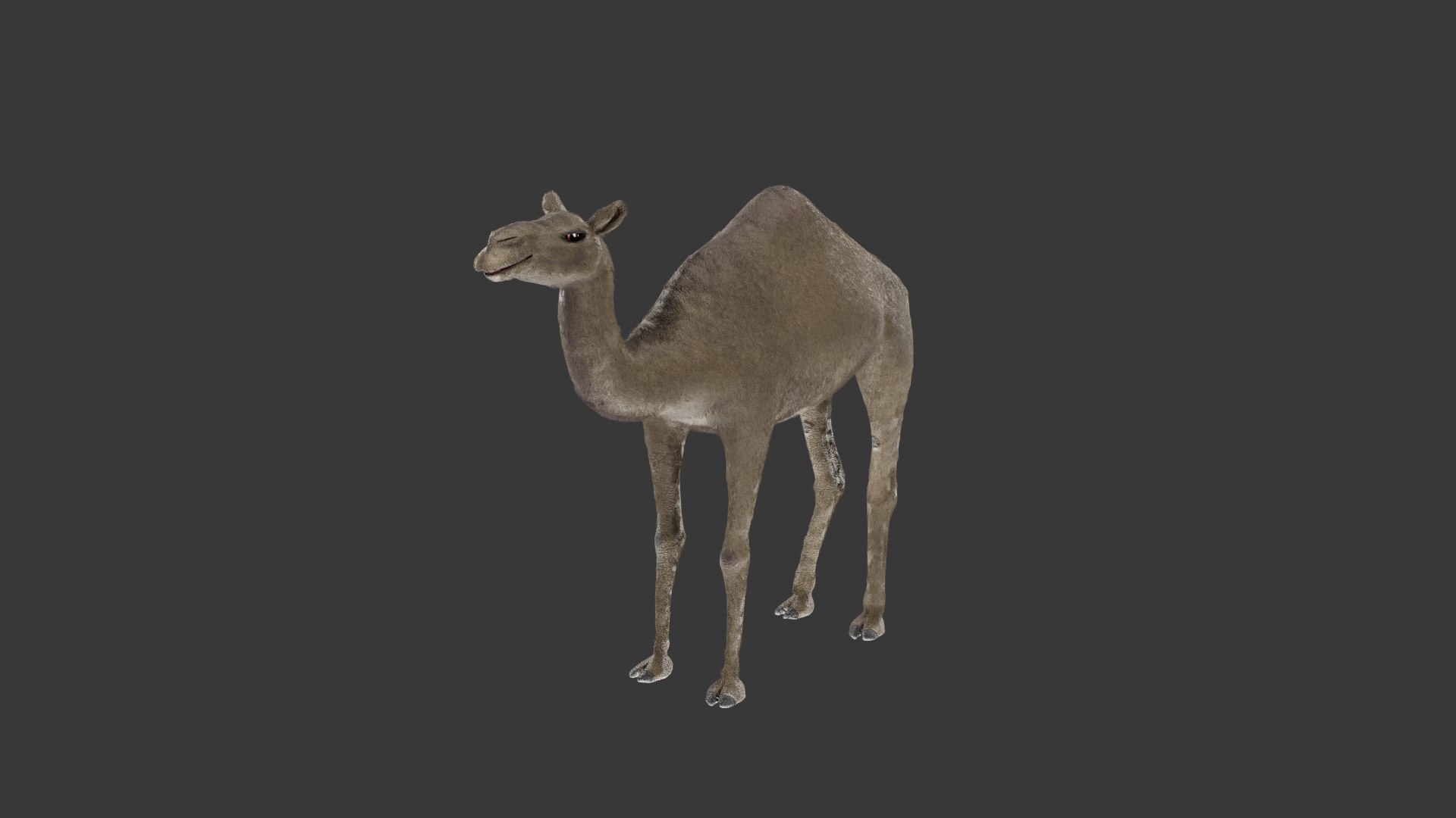 3D Camel 3D Model https://p.turbosquid.com/ts-thumb/Pv/zNOUuA/aQ/camel/png/1732382409/1920x1080/fit_q87/38c5f039bf5cd0bdef5432e9fd0c853fe297517d/camel.jpg