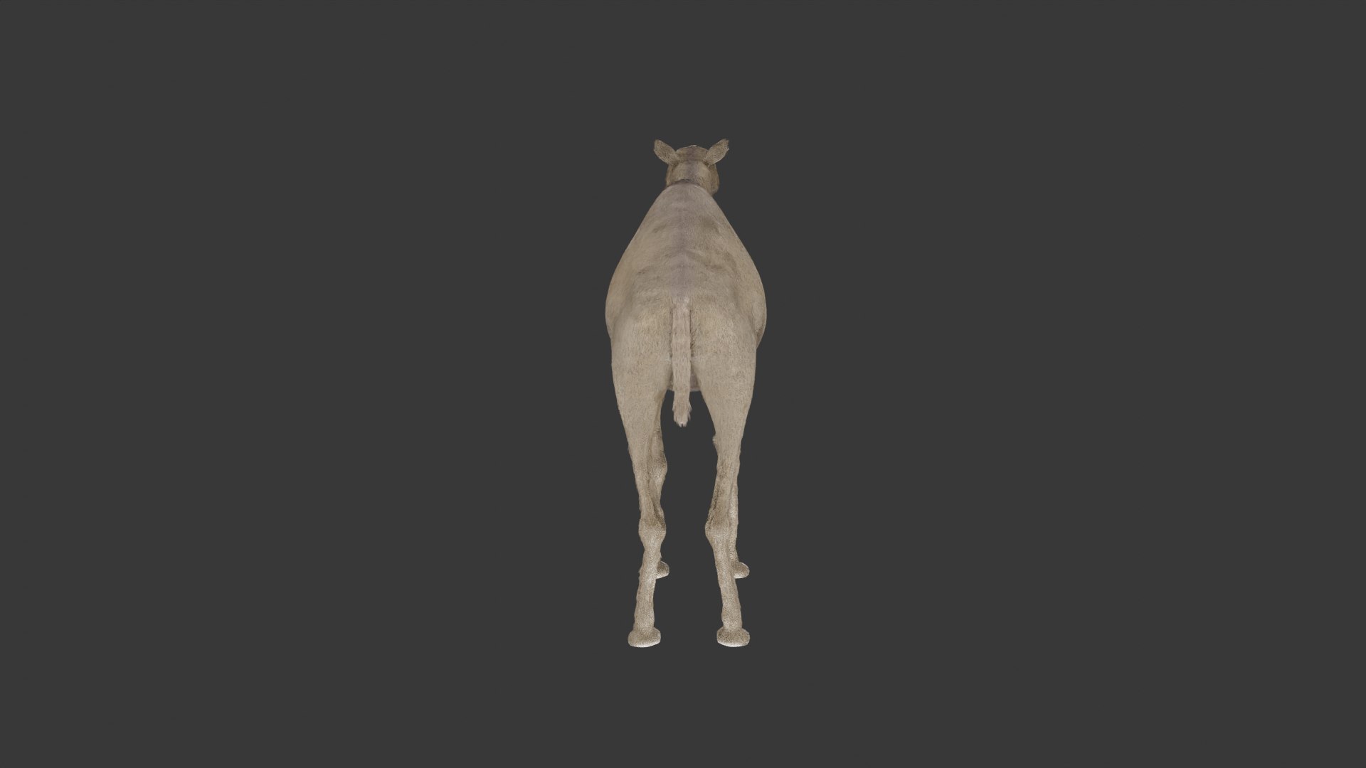 3D Camel 3D Model https://p.turbosquid.com/ts-thumb/Pv/zNOUuA/jN/camel4/png/1732382422/1920x1080/fit_q87/6a7122f3caf3b6fb09ddb24f1c870e2336104f12/camel4.jpg
