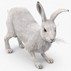Winter White Hare Fur Rigged for Maya
