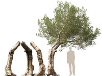 Scanned Olea europaea - Common olive 17 - HighPoly Lowpoly