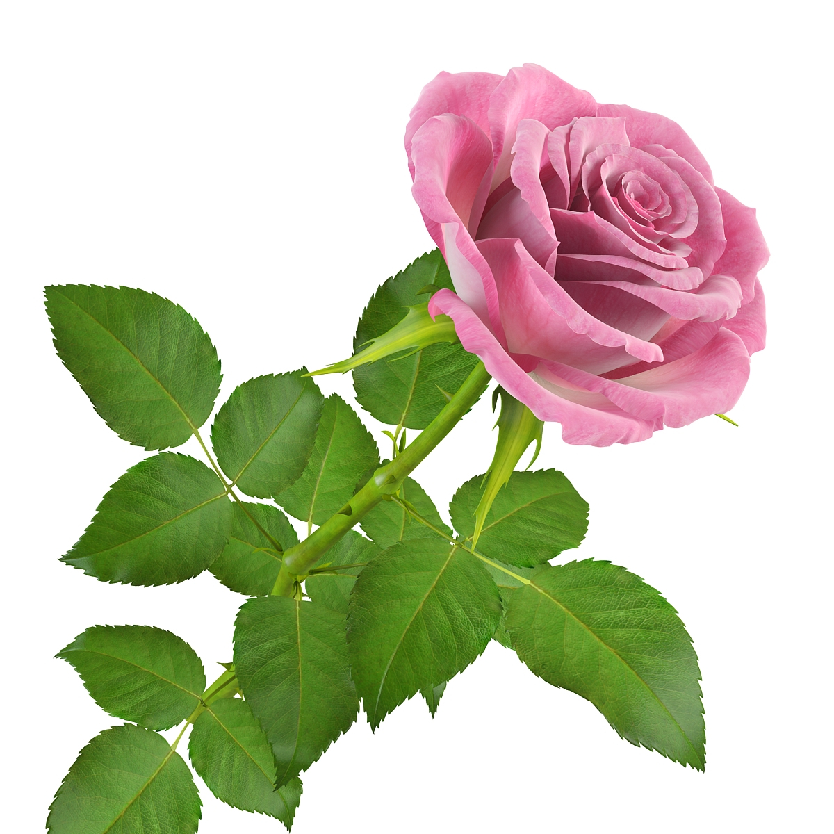 3D OBJ rose pink bud