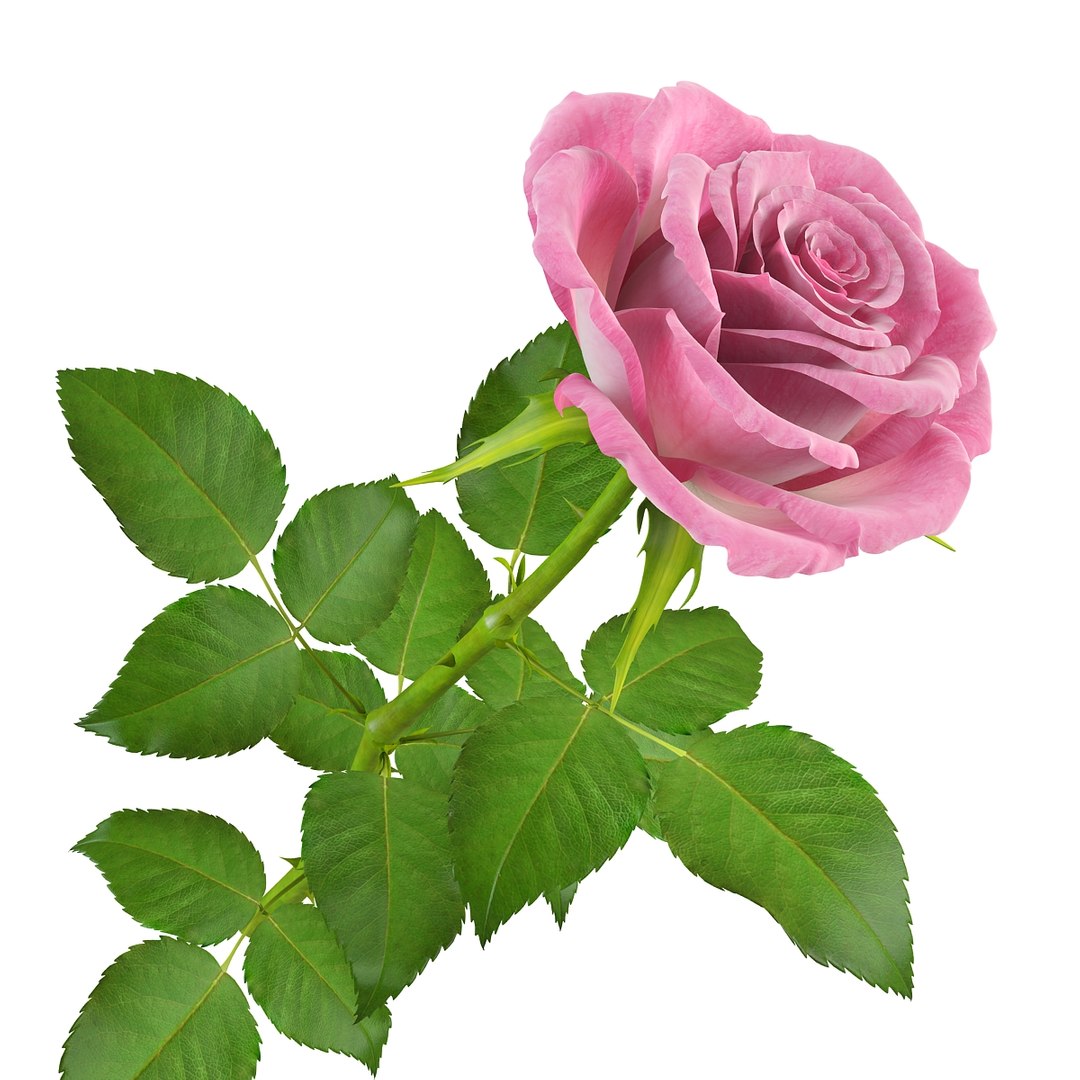 Rose flower model - TurboSquid 592751