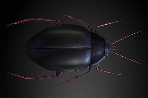 insects lice 3D model