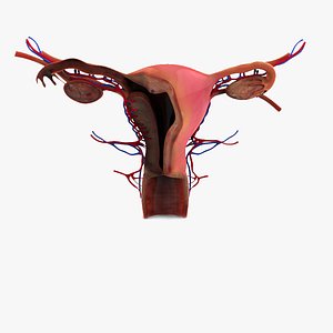 female reproductive 3d 3ds