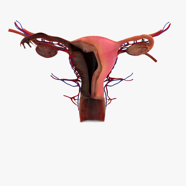 female reproductive 3d 3ds