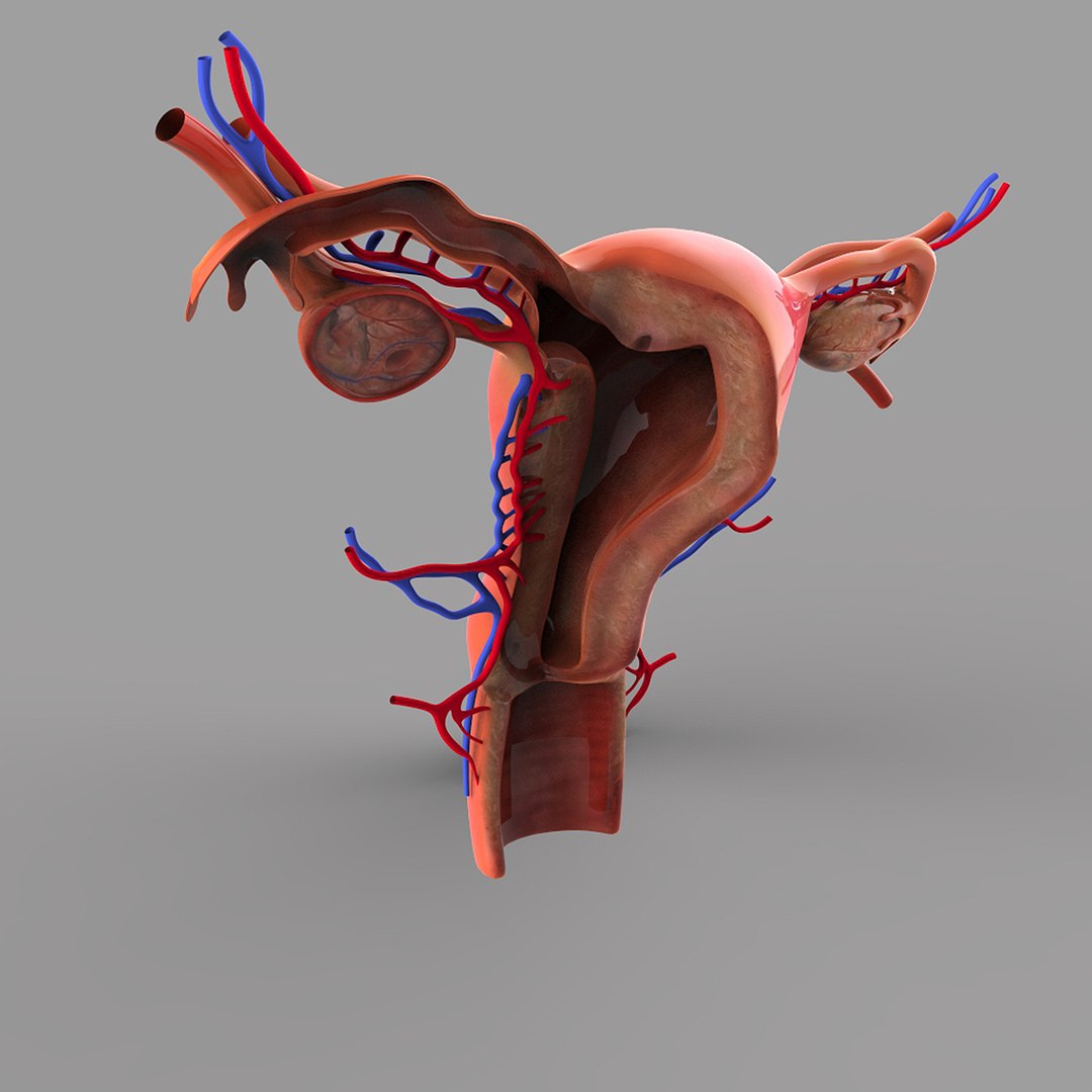 Female Reproductive 3d 3ds