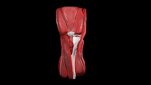Anatomical Knee