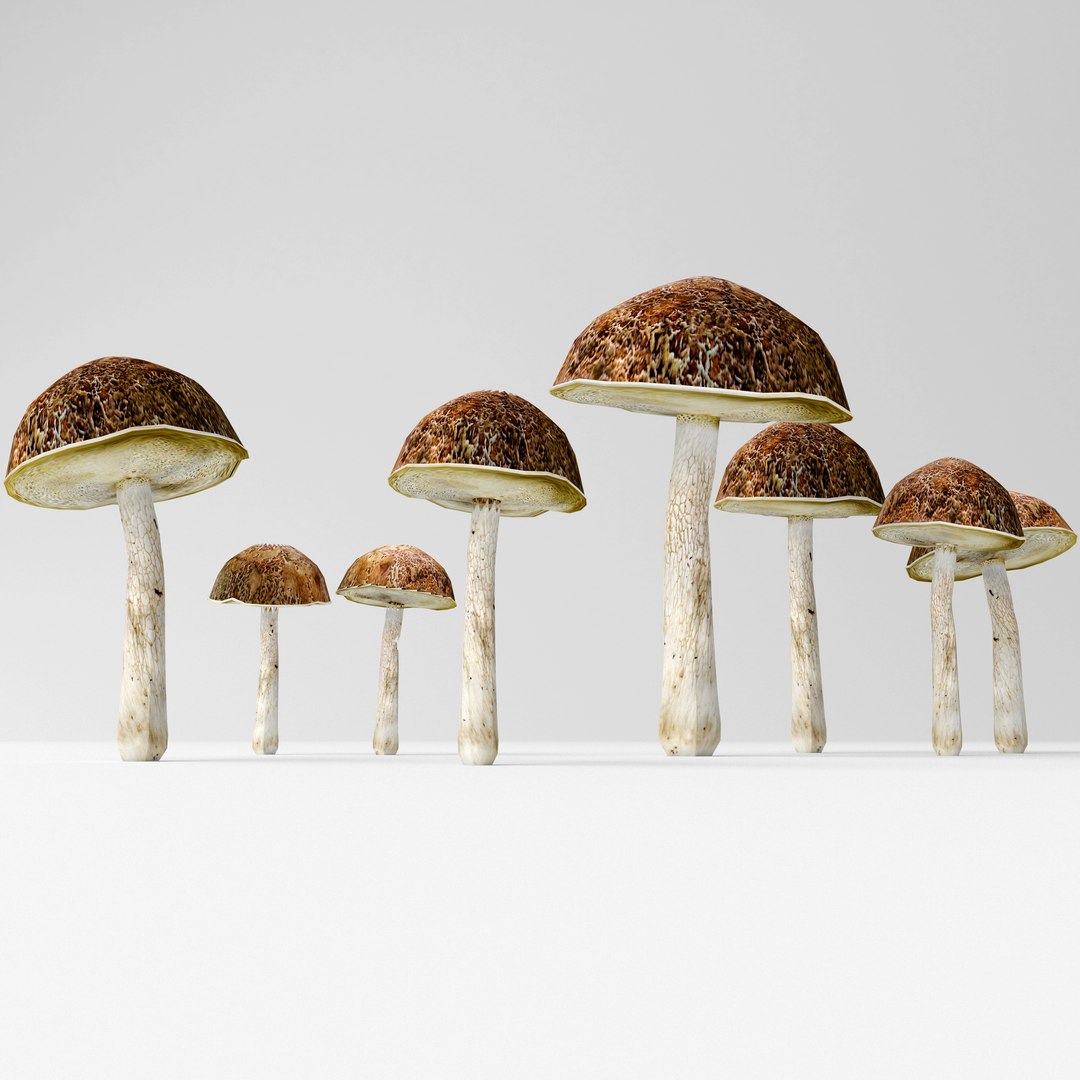 bolete mushrooms 3D model https://p.turbosquid.com/ts-thumb/Pw/oKZqqH/1dgQYWIK/3/jpg/1584378921/1920x1080/fit_q87/9382007c0dff9b17c82292ce1e8c92317439143e/3.jpg