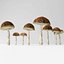 Bolete mushrooms