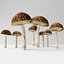 Bolete mushrooms