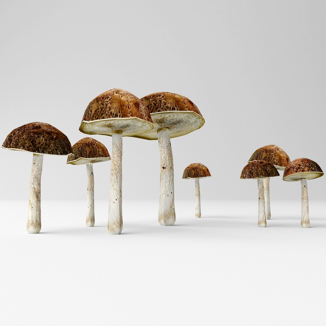 bolete mushrooms 3D model https://p.turbosquid.com/ts-thumb/Pw/oKZqqH/JcV6qL4C/2/jpg/1584378875/1920x1080/fit_q87/ae5c1ad232d39bd5075392d7abdb914639afcbb0/2.jpg