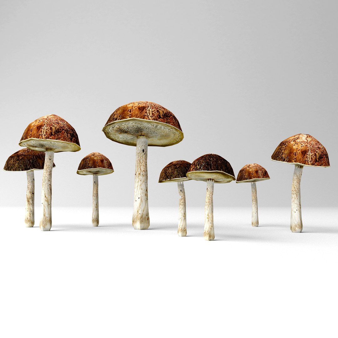 bolete mushrooms 3D model https://p.turbosquid.com/ts-thumb/Pw/oKZqqH/YVfvwU3r/1/jpg/1584378824/1920x1080/fit_q87/e3b64e6753225c8da63f95eedce60de1f84c3df5/1.jpg