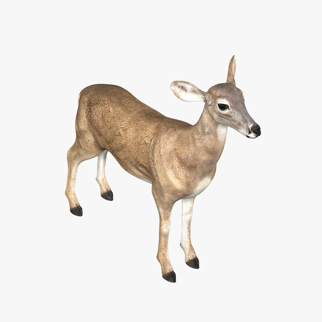 doe deer 3d obj https://p.turbosquid.com/ts-thumb/Pw/sJYOSH/JnxG6WgA/hd5/jpg/1302163206/1920x1080/fit_q87/82f1934e413a148e7bc6911c04a919443fec15b6/hd5.jpg